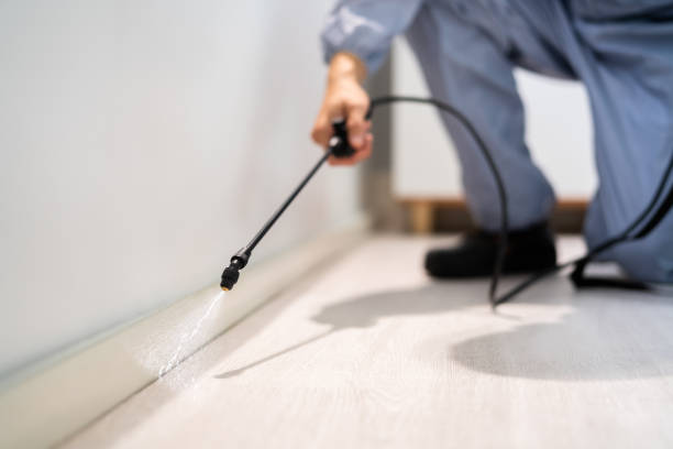 Licensed Termite Control service in Old Hill, CT - Nex Pest Control